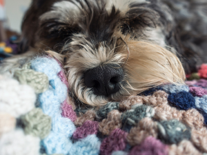 Allergie aux animaux domestiques : comment s’en sortir ?