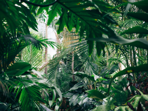 L’Ashitaba, la plante japonaise anti-âge