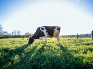 Intolérance au lactose, pourquoi ?