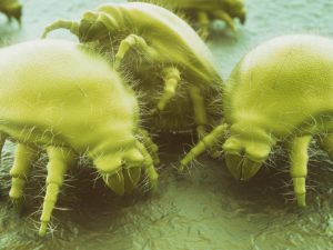 Comment lutter naturellement contre les acariens ?