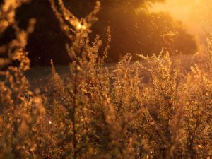 Les allergies au printemps, tous aux abris?