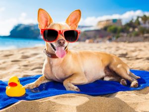 Quels conseils pour nos animaux de compagnie en vacances?