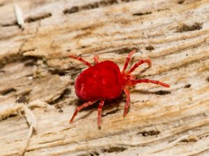 Des aoûtats sur nos animaux : que faire ?
