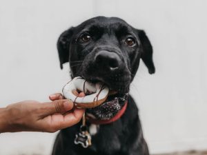 Quels sont les aliments dangereux pour le chien ?