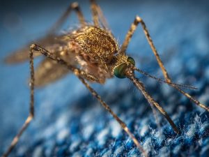 Comment se protéger contre les piqures de moustiques ?