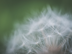 Allergies au pollen : se protéger et soulager
